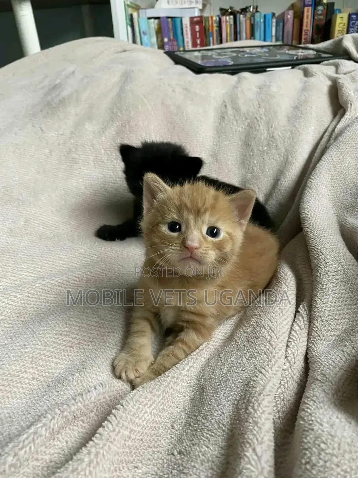 1-3 months Male Purebred Bombay