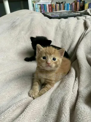 1-3 months Male Purebred Bombay