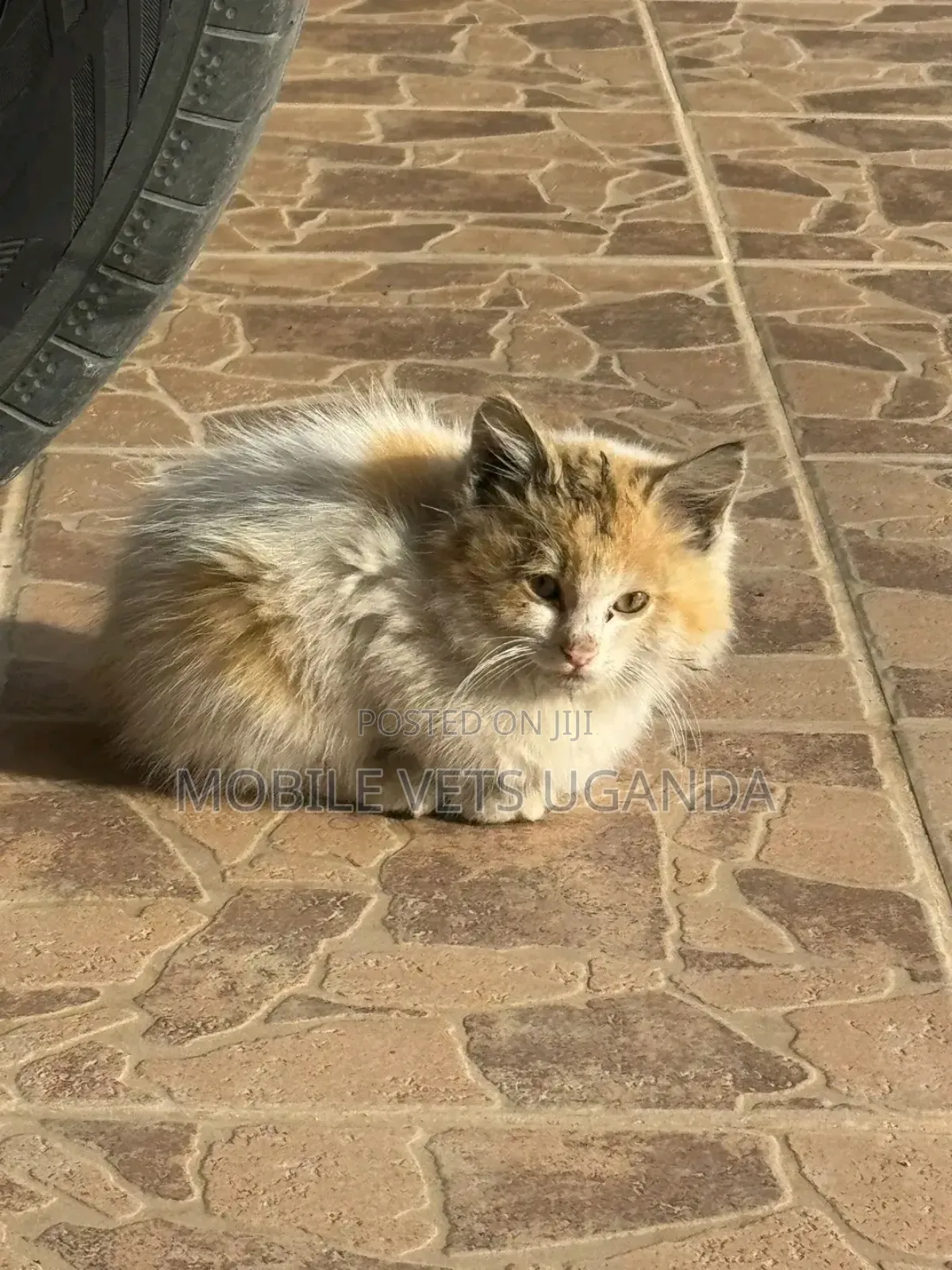 1-3 months Female Purebred Himalayan