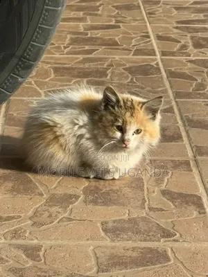 1-3 months Female Purebred Himalayan