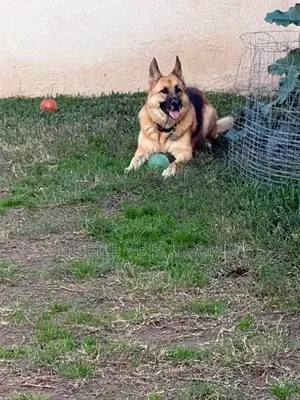 1+ year Female Purebred German Shepherd