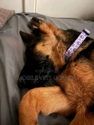 3-6 months Female Purebred German Shepherd