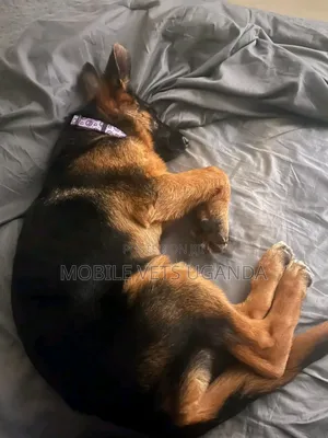 1-3 months Male Purebred German Shepherd