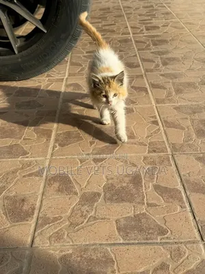 3-6 months Female Purebred Ragamuffin