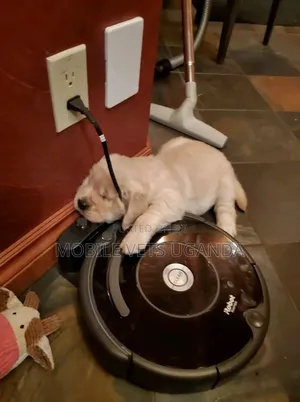 0-1 month Male Purebred Maltese