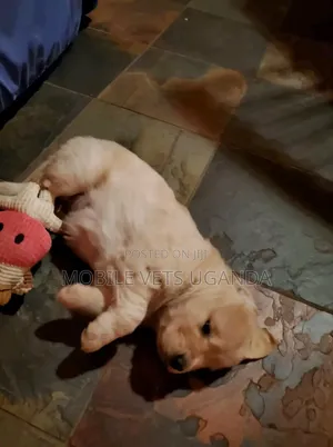 1-3 months Female Purebred Golden Retriever