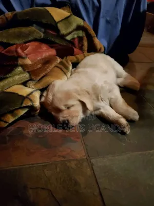 1-3 months Male Purebred Golden Retriever