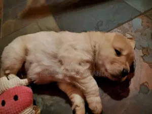 1-3 months Female Purebred Golden Retriever