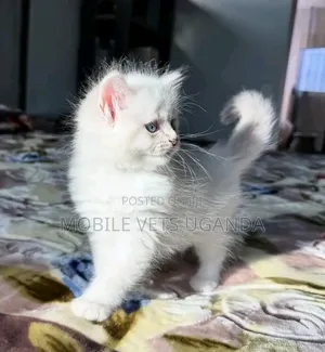1-3 months Male Purebred Birman