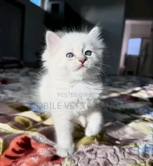 3-6 months Female Purebred Persian