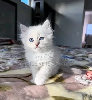 1-3 months Male Purebred Siamese