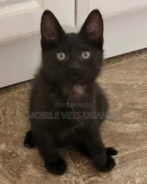 1-3 months Male Purebred Javanese