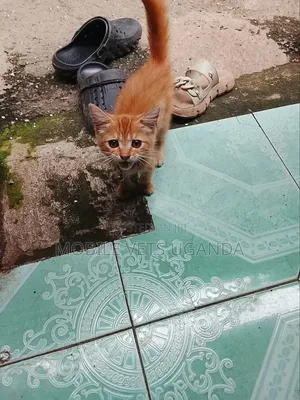 0-1 month Male Purebred Bombay