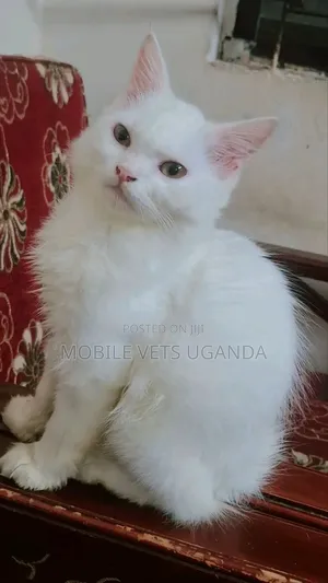 1-3 months Female Purebred Nebelung