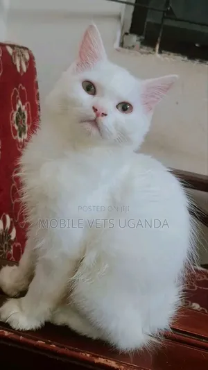 3-6 months Male Purebred Norwegian Forest