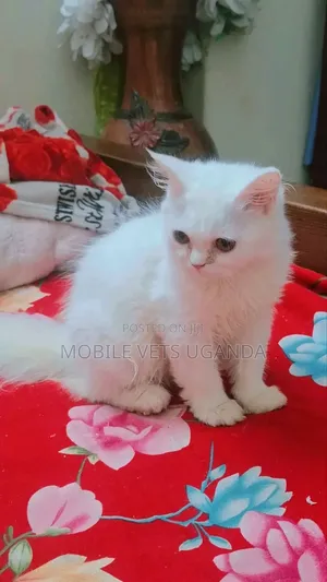 3-6 months Male Purebred Selkirk Rex