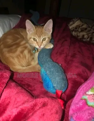 1-3 months Male Purebred American Wirehair