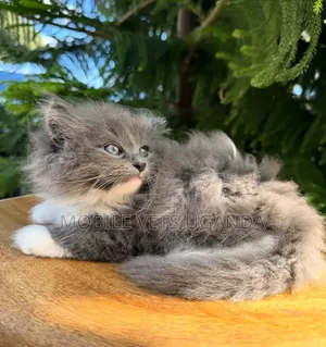 3-6 months Female Purebred Persian