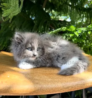 1-3 months Female Purebred Russian Blue