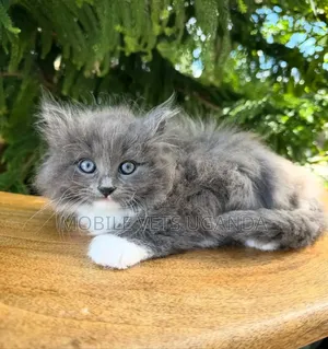 1-3 months Male Purebred Manx