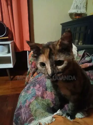 1-3 months Female Purebred Bombay
