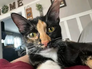 3-6 months Male Purebred American Bobtail