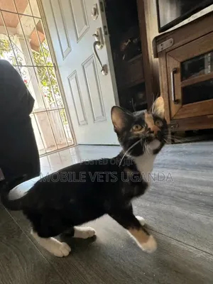 1-3 months Male Purebred Javanese