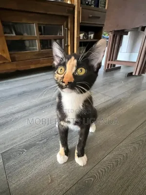 3-6 months Male Purebred Ragamuffin