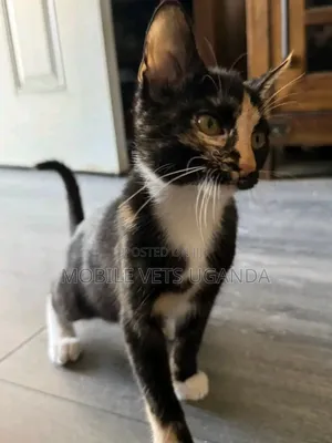 3-6 months Male Purebred Turkish Angora