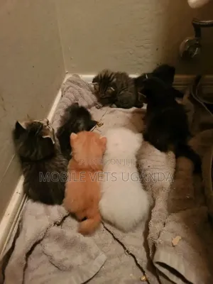 0-1 month Female Purebred Turkish Van