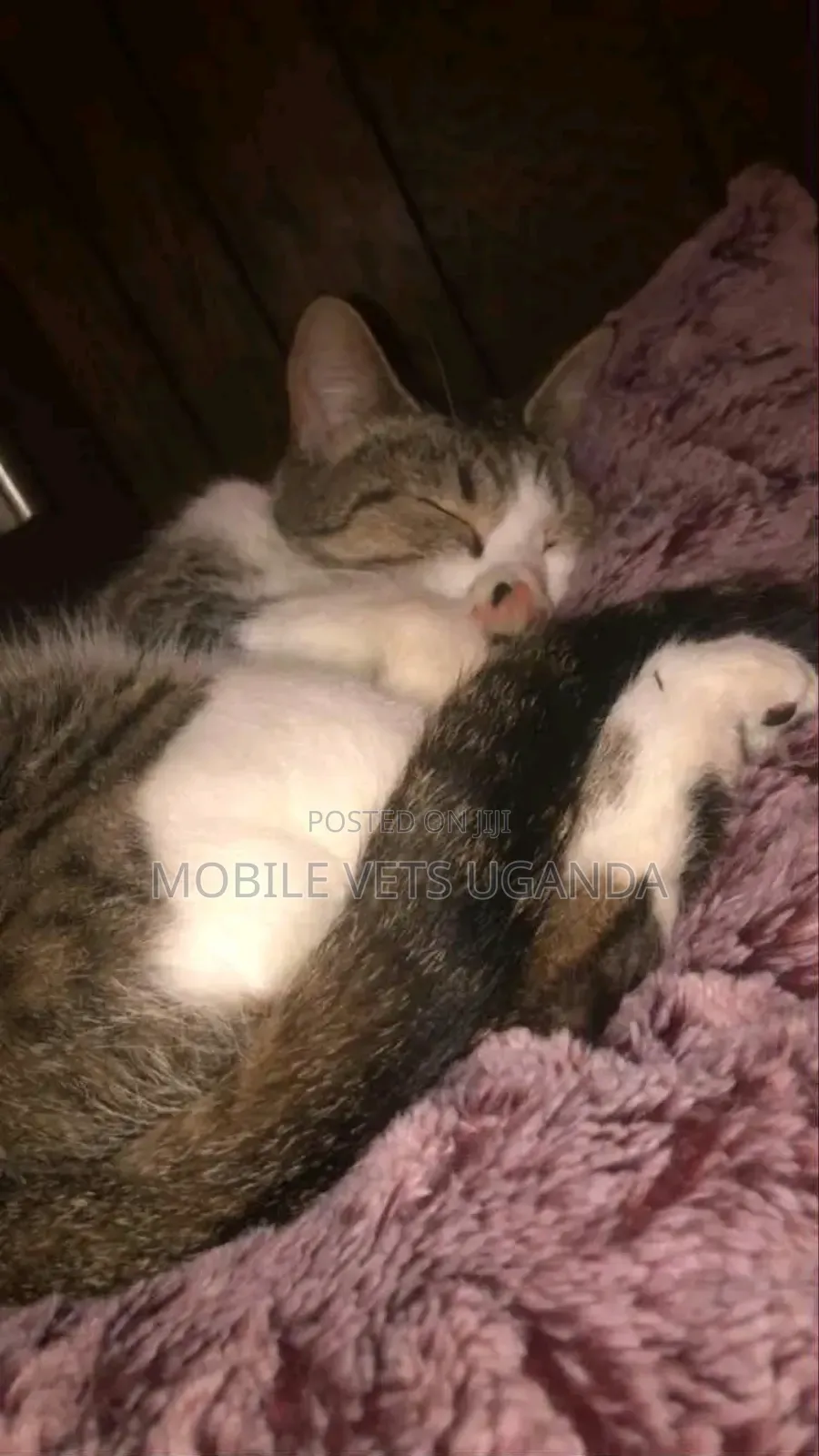 6-12 months Female Purebred Burmilla