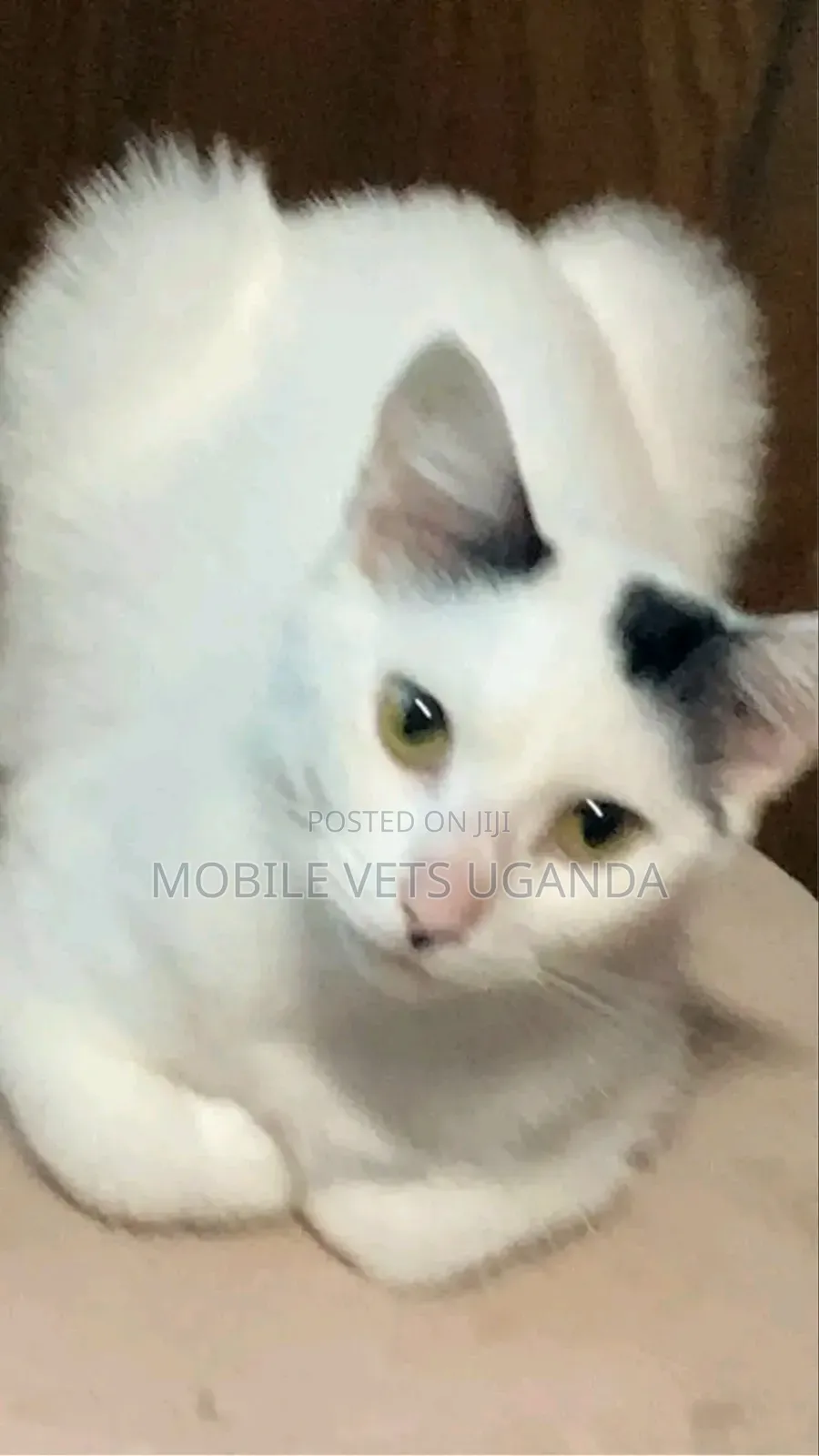 3-6 months Male Purebred Snowshoe