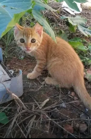 1-3 months Male Purebred Ragamuffin