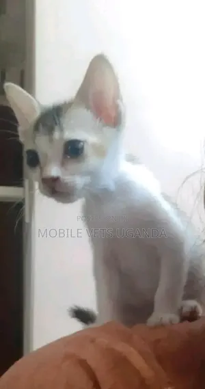 3-6 months Male Purebred Bengal