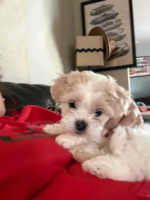 1-3 months Male Purebred Maltese