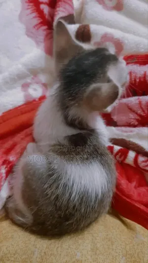 0-1 month Female Purebred Ragdoll