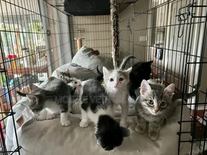 1-3 months Male Purebred Singapura