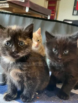 1-3 months Male Purebred Selkirk Rex