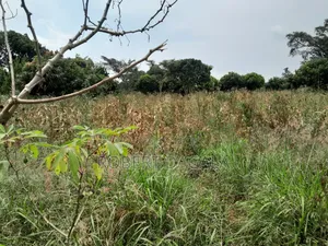 Plot for Sale 50x100 in Lwemedde, Masulita, Wakiso District