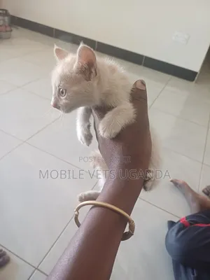 0-1 month Male Purebred Birman