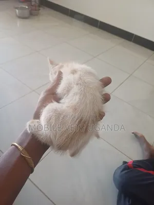 1-3 months Female Purebred Exotic