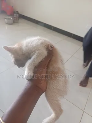 1-3 months Female Purebred LaPerm