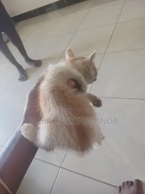 0-1 month Male Purebred Singapura