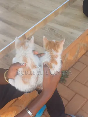 3-6 months Female Purebred Ocicat