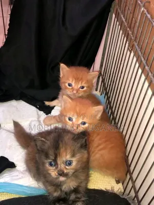 1-3 months Male Purebred Javanese
