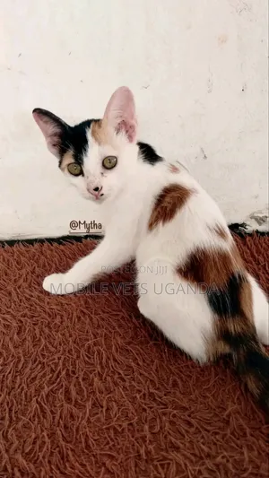 3-6 months Female Purebred Bengal