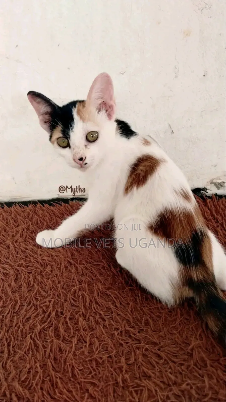3-6 months Female Purebred Bengal