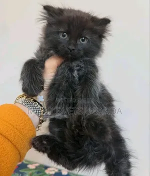 1-3 months Male Purebred Egyptian Mau