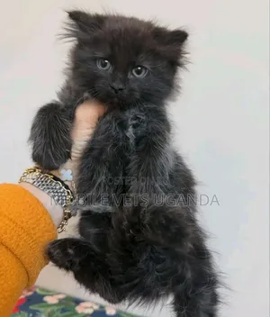 1-3 months Female Purebred American Wirehair