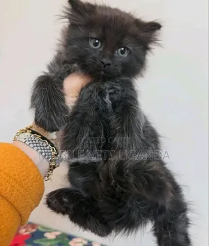 3-6 months Male Purebred Scottish Fold